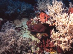 This moray was very active, so I hesitated to get too clo... by Jerry Hamberg 